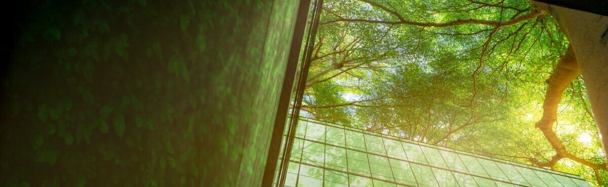 View of tree from an office building, with sunlight streaming through the leaves, representing carbon accounting and net zero.
